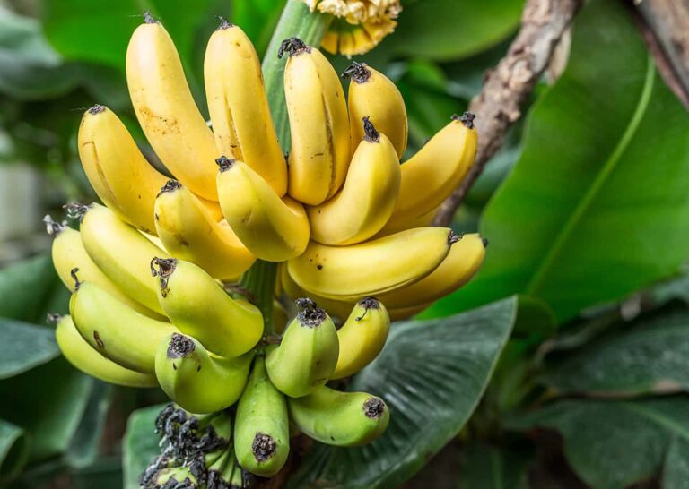 growing-bananas